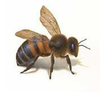 honeybee Expert Pest Solutions Springfield Missouri