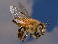 Africanized bee Expert Pest Solutions