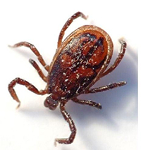 brown dog tick Expert Pest Solutions