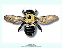 carpenter bee Expert Pest Solutions Springfield Missouri