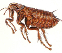 flea Expert Pest Solutions Springfield Missouri