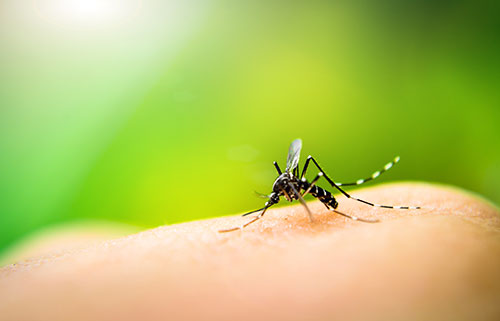 Mosquitoes Pest Control with Expert Pest Solutions Springfield Missouri