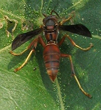 paper wasp Expert Pest Solutions Springfield Missouri