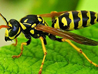 Yellowjacket Expert Pest Solutions