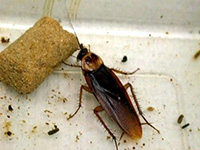 pest control roaches expert pest solutions