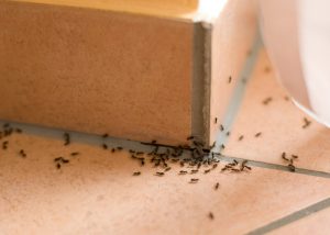 expert pest solutions pest control ants springfield missouri