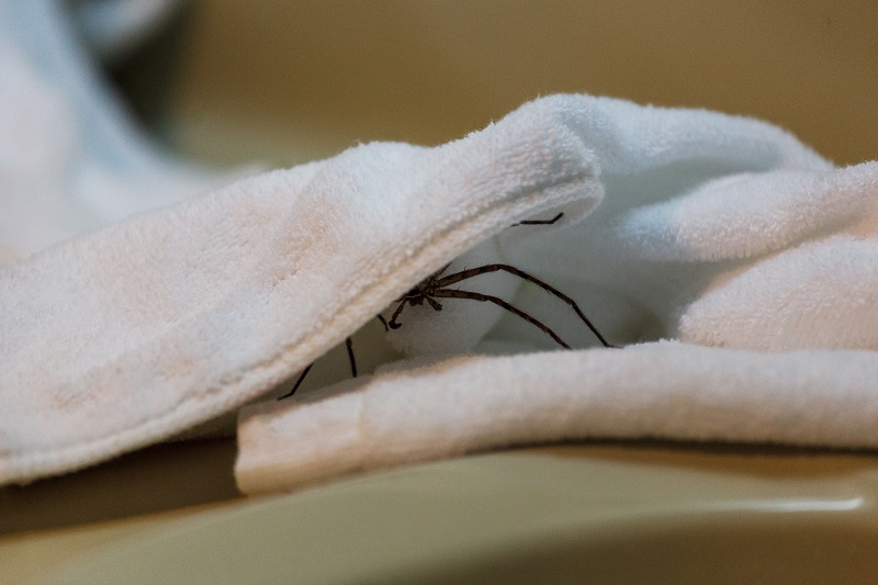Spider Hiding Underneath a Bath Towel in a Hotel Bathroom