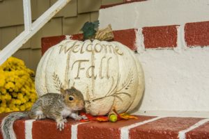 Expert-Pest-Control-Fall-Pest-Control-Springfield-Missouri