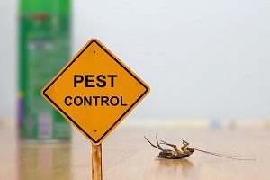 Expert-Pest-Control-Roaches-Winter-Springfield-Missouri-