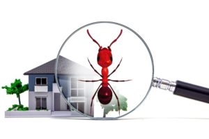 Expert Pest Control Termite inspections termite pest control Springfield MO