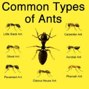 Expert Pest Control ants Springfield Missouri common types ants