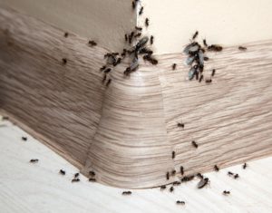 Expert-Pest-Control-ants-control-odorous-house-ants