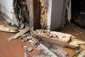 Expert-Pest-Control-termites-springfield-mo-termite-signs-2-15-19