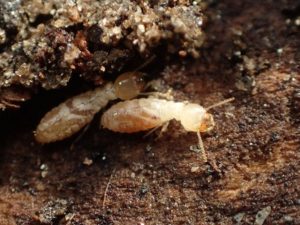 Expert Pest Solution pest control termites native subeterranean termites
