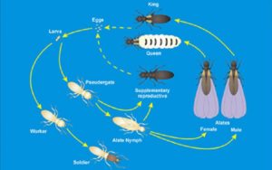 Expert Pest Solution pest control termites springfield missouri native subeterranean termites