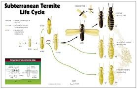 Expert Pest Solution pest control termites springfield missouri native subeterranean termites life cycle