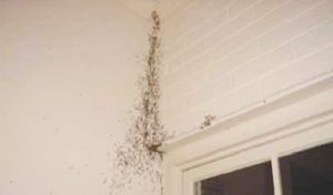 Expert Pest Solution pest control termites springfield missouri swarm