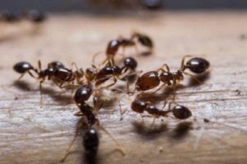 Expert Pest Solutions Odorous House Ants blog