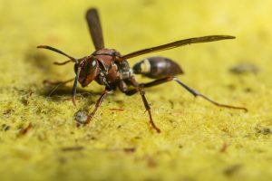 Expert Pest Solutions pest control springfield missouri wasps