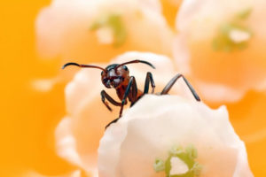 Expert Pest Solutions Spring Pest Control Ants Spiders