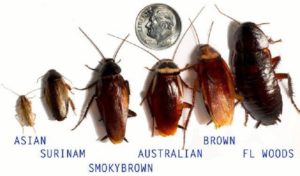 Expert Pest Solutions pest control roaches springfield missouri