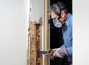 Man removing termite damaged wood from wall