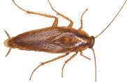 German roaches pest control roaches springfield missouri expert pest solutions