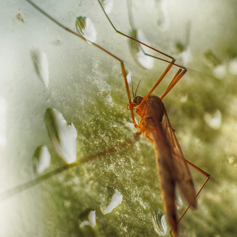 Pest control mosquitoes after summer rain Springfield, Missouri