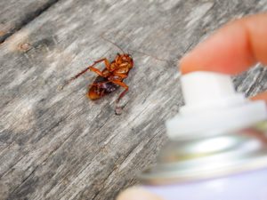 Pest-Control-roaches-expert-pest-solutions-Springfield-MO