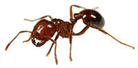 pest control expert pest solutions spring ants
