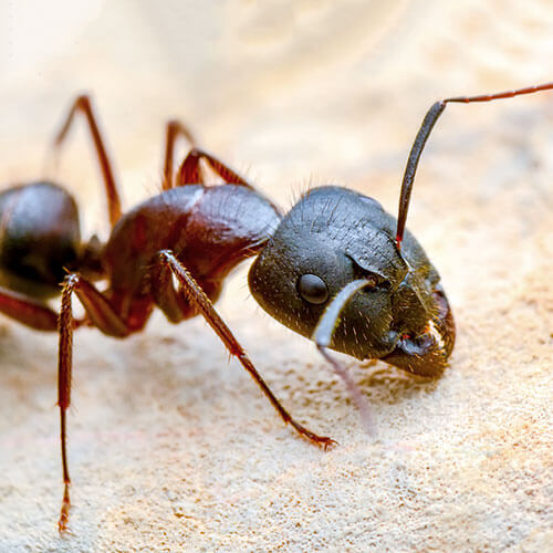 Ant Control