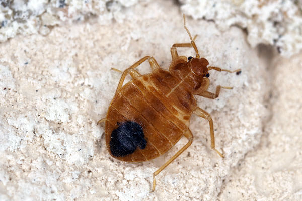 bed-bug-expert-pest-solutions