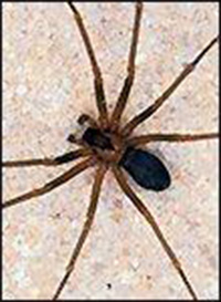 brown recluse spider pest control expert pest solutions