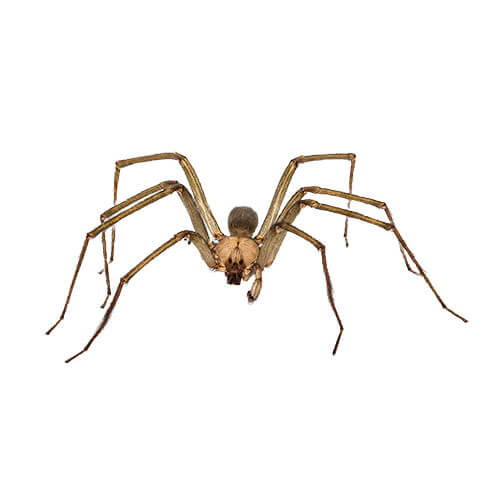 Brown Recluse Spider Control