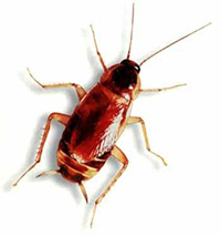 pest control roaches expert pest solutions