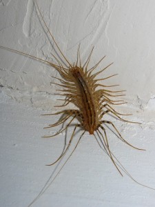 Centipede Control During Fall Months