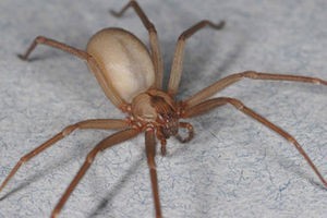 expert pest brown recluses