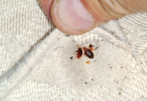 expert pest control bed bugs infestation travel holidays