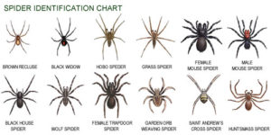 expert pest control spider-identification