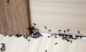 expert-pest-solutions-pest-control-ants-springfield-missouri-odorous-house-ants