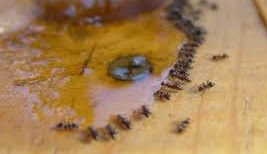 expert pest solutions pest control house ants springfield mo