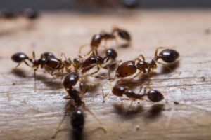 expert pest solutions pest control odorous house ants springfield mo blog