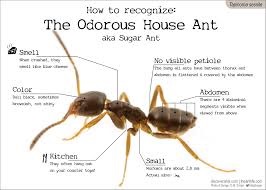 expert pest solutions pest control odorous house ants springfield mo