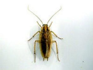 expert-pest-solutions-pest-control-roaches-quarterly