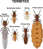 expert pest solutions pest control termites identification chart