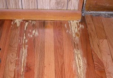 expert pest solutions pest control termites springfield missouri wood floor damage