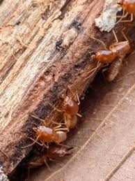 expert pest solutions pest control termites springfield missouri