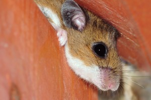 Mice Control During Colder Months