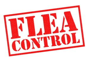pest control Springfield Missouri fleas October 2018