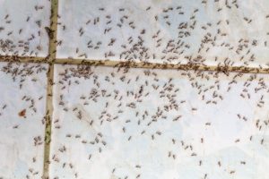 pest-control-ants-odorous-ants-expert-pest-solutions